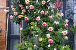 开云APP下载 -网上買(mǎi)的桂(guì)花，大(dà)土球包裹根系，一定要“洗根”，否则养不活