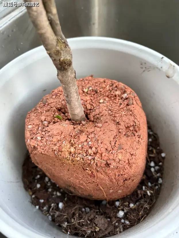 网上买的桂花，大土球包裹根系，一定要“洗根”，否则养不活