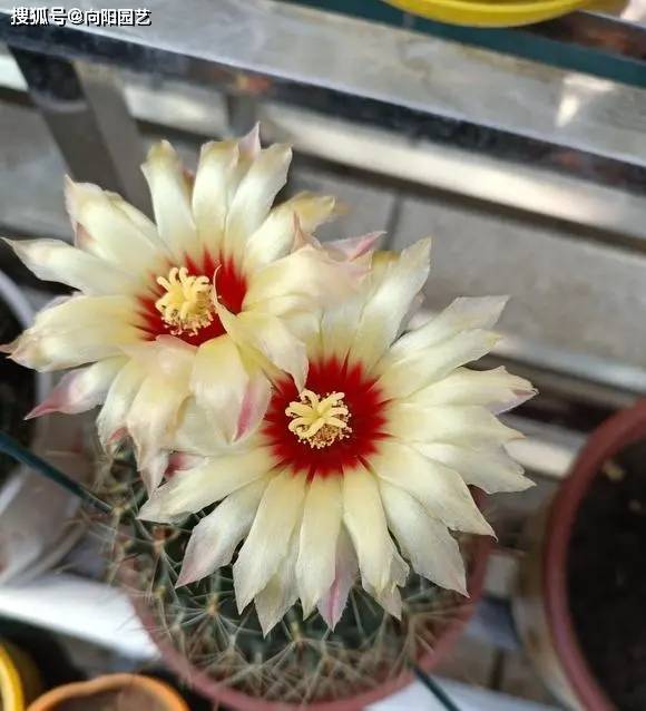 能开花的仙人球，买“草球”，价格便宜，品种多，开花漂亮！