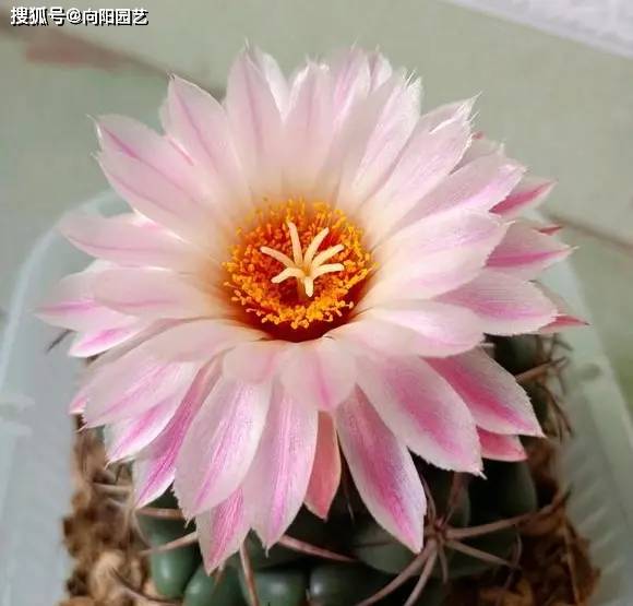 能开花的仙人球，买“草球”，价格便宜，品种多，开花漂亮！