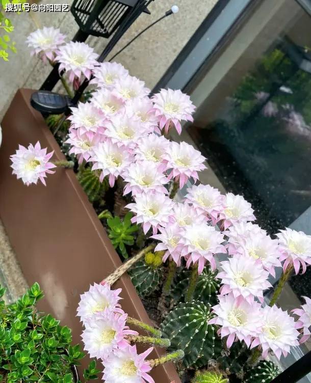 能开花的仙人球，买“草球”，价格便宜，品种多，开花漂亮！